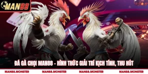 Đá Gà Chọi Man88 – Hình Thức Giải Trí Kịch Tính, Thu Hút 